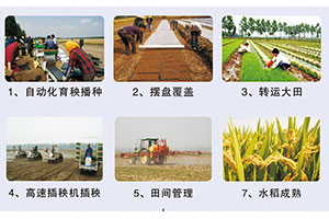 质量可追溯倮倮大米生产流程